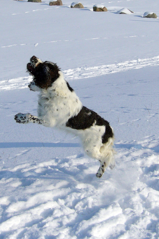 English Springer Spaniel Hund Foto